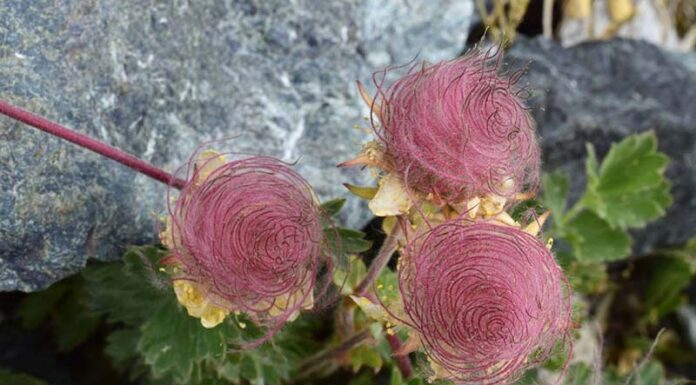 What Are Prairie Smoke Flowers? Prairie Smoke Flower Price and Care Tips.