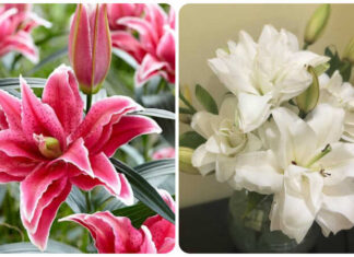 The Ultimate Double Lily: An Unparalleled Beauty that has the Ladies Enthralled.