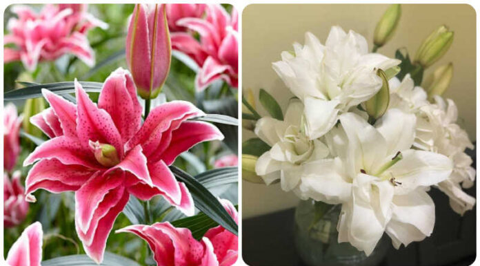 The Ultimate Double Lily: An Unparalleled Beauty that has the Ladies Enthralled.