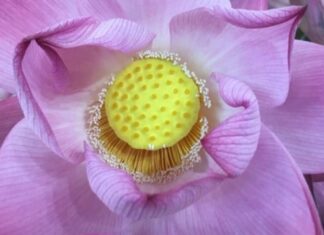 What are Sunflowers? The Ultimate Guide to Distinguishing Sunflowers from Lotuses.