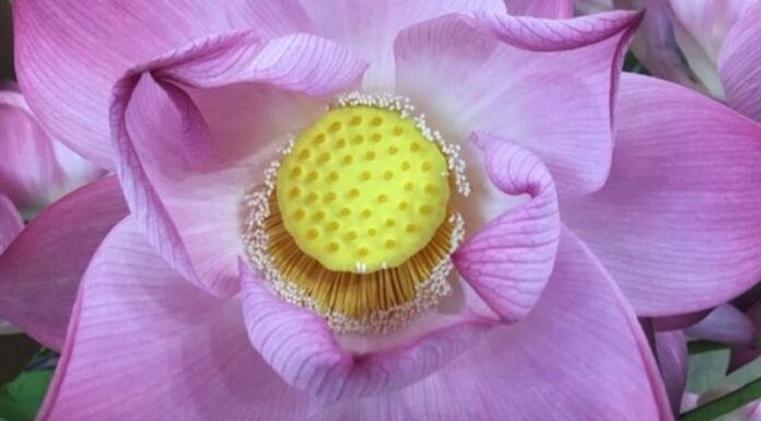 What are Sunflowers? The Ultimate Guide to Distinguishing Sunflowers from Lotuses.