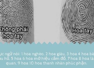 What Are Palm Lines? Discover Your Personality and Destiny Through Palm Reading