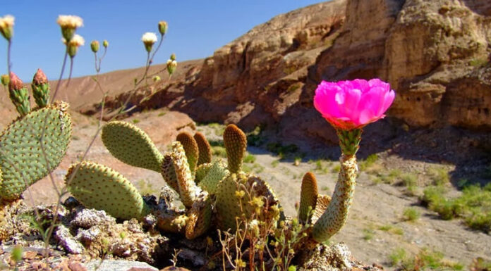 The Magic of Cactus Flowers: Unveiling the Secrets of their Classification, Symbolism, and Cultivation Techniques for a Blooming Spectacle.