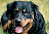 The Ultimate Guide to Rottweilers: History, Characteristics, Care and Cost