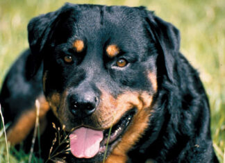 The Ultimate Guide to Rottweilers: History, Characteristics, Care and Cost