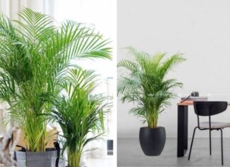 Banish Bad Luck During the ‘Ghost Month’ by Planting These 8 Trees in Front of Your Home