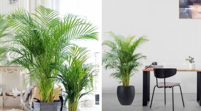 Banish Bad Luck During the ‘Ghost Month’ by Planting These 8 Trees in Front of Your Home