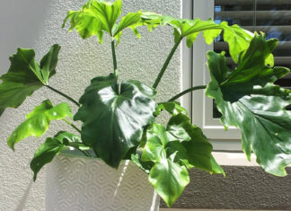 Unveiling the Feng Shui Significance and Care Tips for the Ever-Youthful Taro Vine