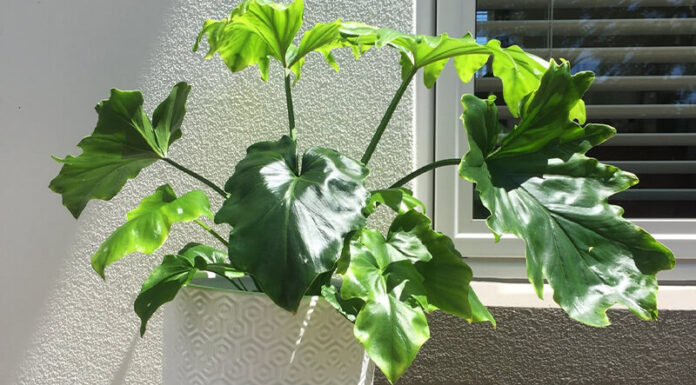 Unveiling the Feng Shui Significance and Care Tips for the Ever-Youthful Taro Vine