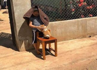 Should You Air-Dry or Blow-Dry Your Pet’s Fur After Bathing?