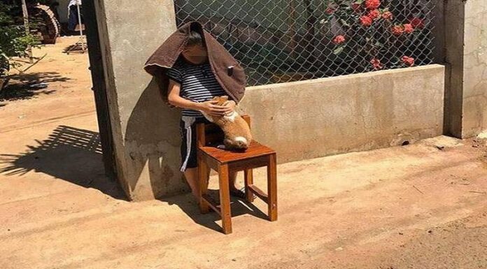 Should You Air-Dry or Blow-Dry Your Pet’s Fur After Bathing?