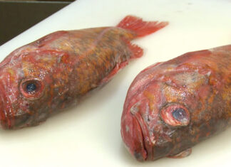 The Ultimate Guide to Fresh Fish: How to Tell the Difference Between Fresh and Stale Catch