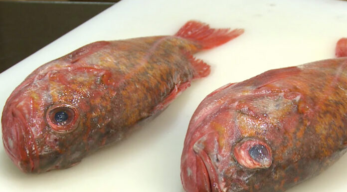 The Ultimate Guide to Fresh Fish: How to Tell the Difference Between Fresh and Stale Catch