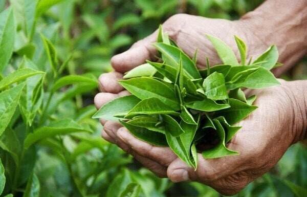 The Two Types of Fatty Liver That You Should Be Aware Of; The Second is Common in Vietnamese Countryside but Often Underutilized.