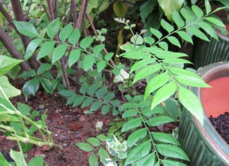 What is Mak Mat Leaf? Benefits, Where to Buy and Price?