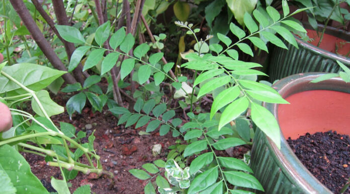 What is Mak Mat Leaf? Benefits, Where to Buy and Price?