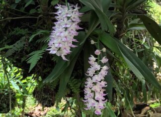 What is a Foxtail Fern? Features and How to Accurately Identify Them.