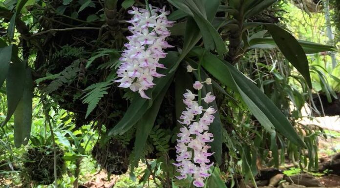 What is a Foxtail Fern? Features and How to Accurately Identify Them.