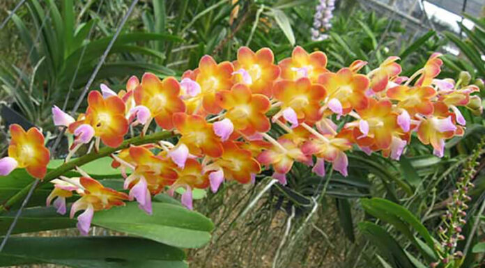 The Magic of Scented Orchids: A Guide to Cultivating and Caring for These Fragrant Flowers