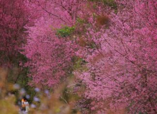Spring’s Blooming Adventure: A Guide to Witnessing the Majestic Plum Blossoms
