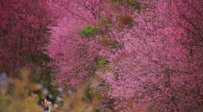 Spring’s Blooming Adventure: A Guide to Witnessing the Majestic Plum Blossoms