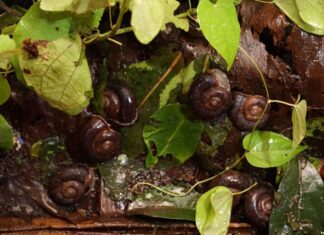 The Heavenly Gift: A Tasty Treat, Fresh from the Sky.