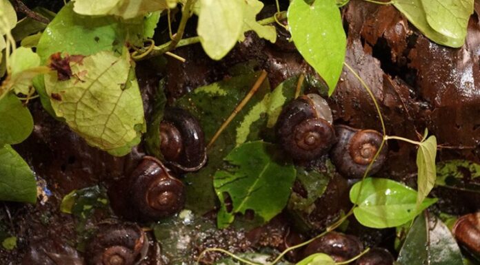 The Heavenly Gift: A Tasty Treat, Fresh from the Sky.