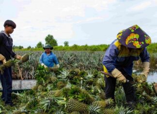 The Ultimate Getaway: Discover the Top 2 Tourist Attractions in Tan Phuoc, Tien Giang