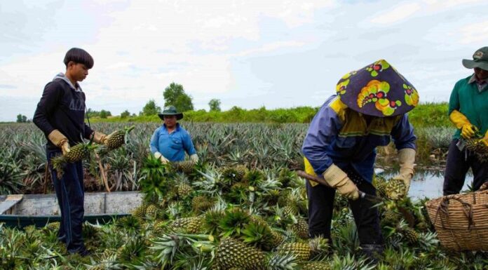 The Ultimate Getaway: Discover the Top 2 Tourist Attractions in Tan Phuoc, Tien Giang