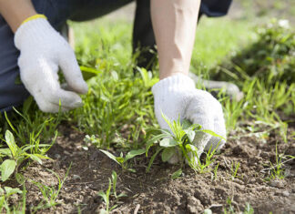 The Ultimate Guide to Getting Rid of Millipedes in Your Home