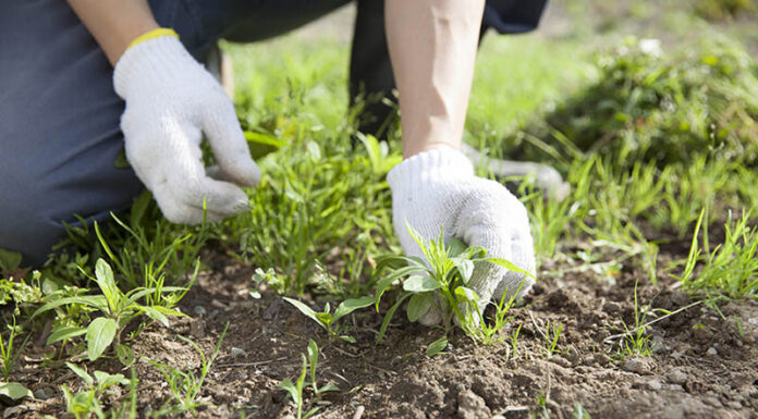 The Ultimate Guide to Getting Rid of Millipedes in Your Home