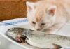 What Do Cats Eat? A Guide to Nutritious Options for Your Feline Friend.