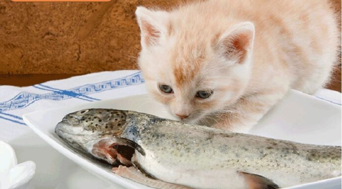What Do Cats Eat? A Guide to Nutritious Options for Your Feline Friend.