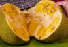 The Ultimate Guide to Storing Ripe Jackfruit: Enjoy Its Delicious Taste for Weeks