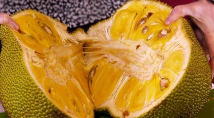 The Ultimate Guide to Storing Ripe Jackfruit: Enjoy Its Delicious Taste for Weeks