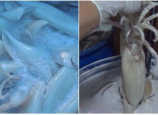 “How to Choose Fresh and Safe Squid: Avoid Bleached Squid”