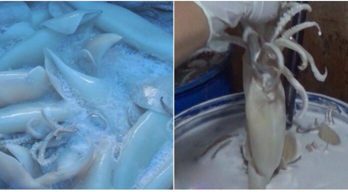 “How to Choose Fresh and Safe Squid: Avoid Bleached Squid”