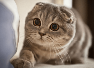 The Extraordinary Munchkin Cat: Unveiling the Origins, Unique Traits, and Value of This Short-Legged Feline