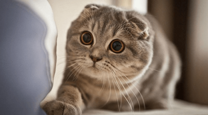 The Extraordinary Munchkin Cat: Unveiling the Origins, Unique Traits, and Value of This Short-Legged Feline