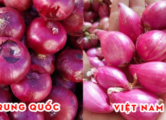 The Ultimate Guide to Identifying Chinese Onions, Garlic, and Ginger