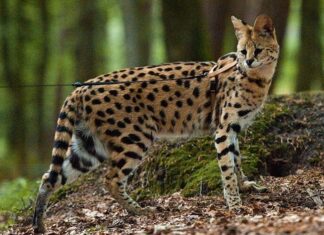 What’s So Special About the Savannah Cat? Origin, Characteristics, and Price.