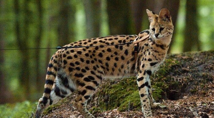 What’s So Special About the Savannah Cat? Origin, Characteristics, and Price.