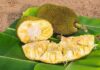 The Ultimate Guide to Picking Tree-Ripened Jackfruit: How to Choose the Sweetest and Most Aromatic Fruit