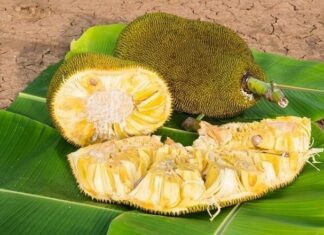 The Ultimate Guide to Picking Tree-Ripened Jackfruit: How to Choose the Sweetest and Most Aromatic Fruit
