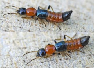 The Rainy Season’s Tricky Trio: Tips to Keep the Bites at Bay