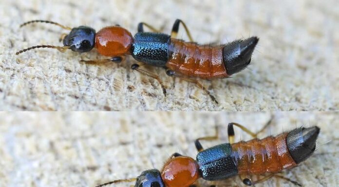 The Rainy Season’s Tricky Trio: Tips to Keep the Bites at Bay