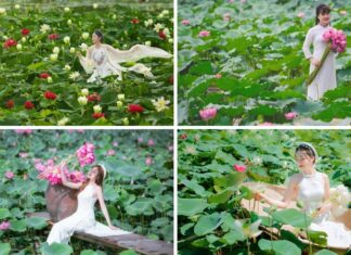 The Captivating Hanoi Lotus Season: 6 Must-Visit Spots for the Ultimate ‘Insta-worthy’ Experience