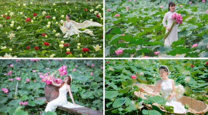 The Captivating Hanoi Lotus Season: 6 Must-Visit Spots for the Ultimate ‘Insta-worthy’ Experience