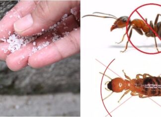 The Magic of Salt: A Homeowner’s Guide to a World of Benefits