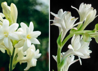 The Magic 4: Fragrant Plants to Keep Your Home Naturally Fresh